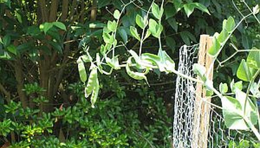 Pea Plants Garden Guides