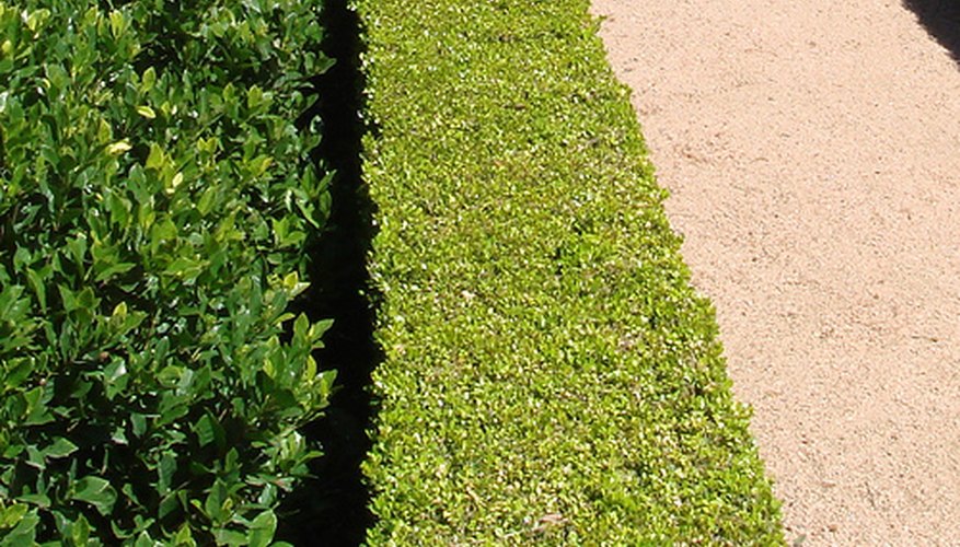 How to Plant a Boxwood Hedge Garden Guides