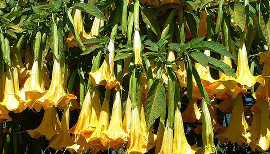 How to Care for Angel Trumpet Plants Garden Guides