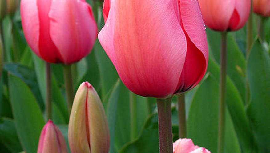 How to Harvest Tulip Bulbs | Garden Guides