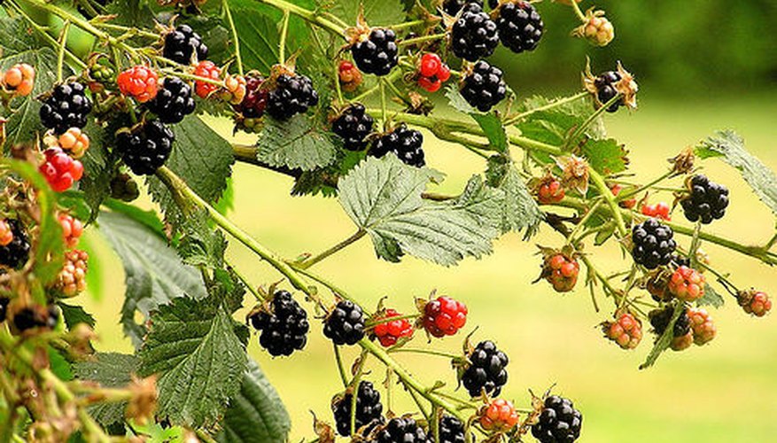 How to Plant Thornless Blackberry Bushes Garden Guides