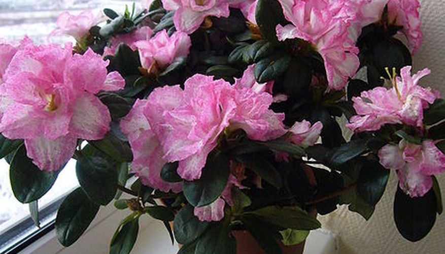 How to Take Care of an Azalea Plant Indoors Garden Guides