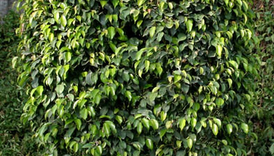 How to Cut Back a Ficus Tree | Garden Guides