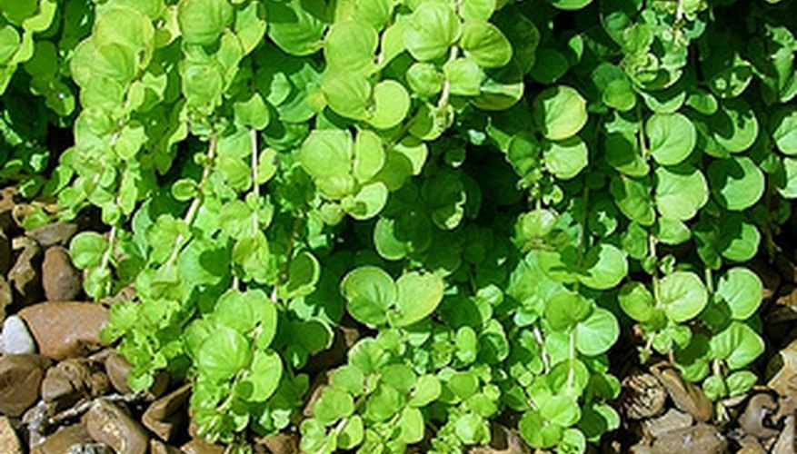 Creeping Weed Plants | Garden Guides
