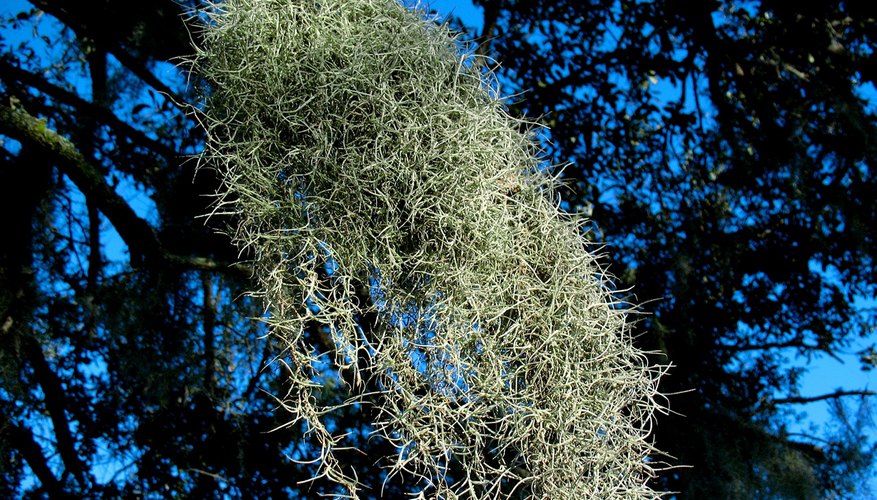 how-to-grow-spanish-moss-garden-guides