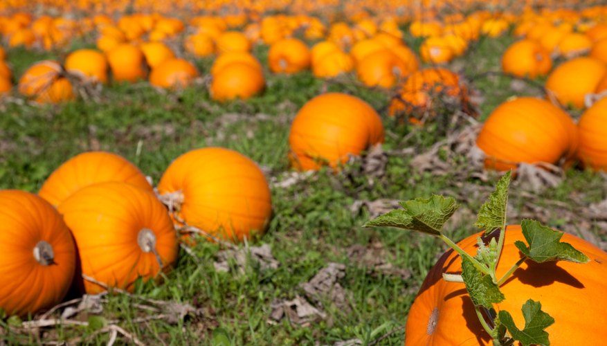 how-to-save-pumpkin-seeds-for-next-year-garden-guides
