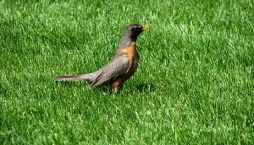 how-to-stop-birds-from-eating-grass-seed-garden-guides