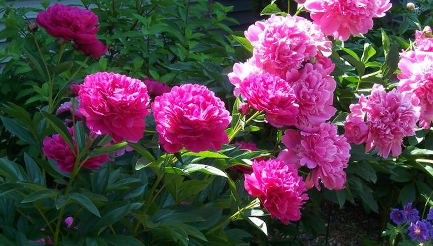 Is There a Way to Extend Blooming on Peonies? | Garden Guides