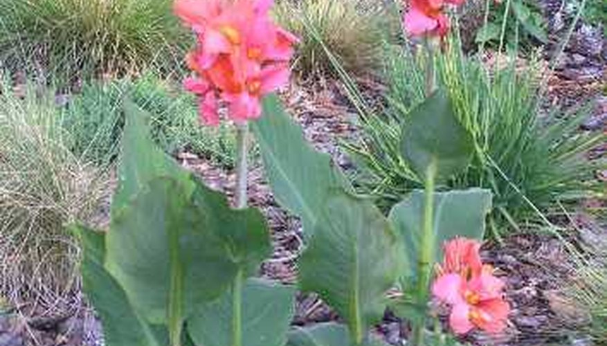 when-to-plant-canna-bulbs-in-the-spring-garden-guides