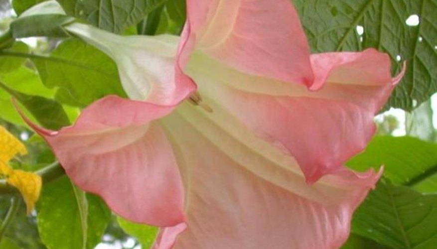 how to propagate angel trumpet