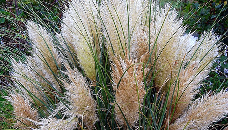 How to Grow Pampas Grass | Garden Guides