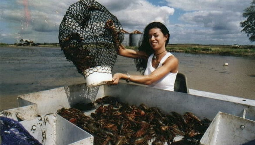 crawfish farmer