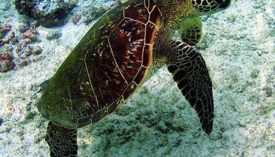 how-do-sea-turtles-protect-themselves-sciencing