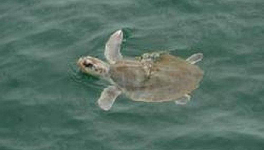 How Do Sea Turtles Protect Themselves? Sciencing