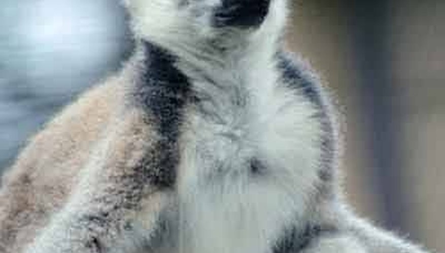 Ringtail Lemur