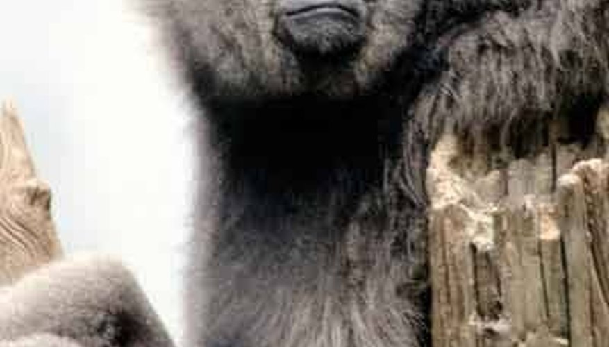 Gibbon