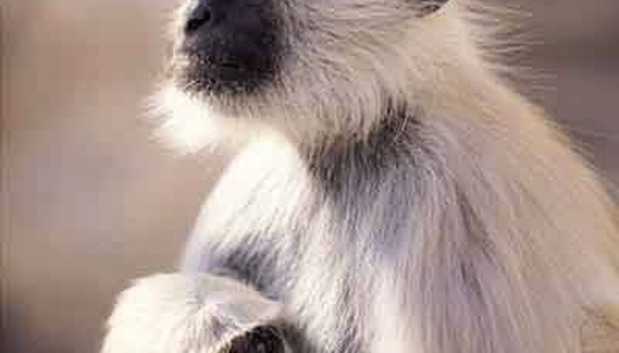 Spider Monkeys