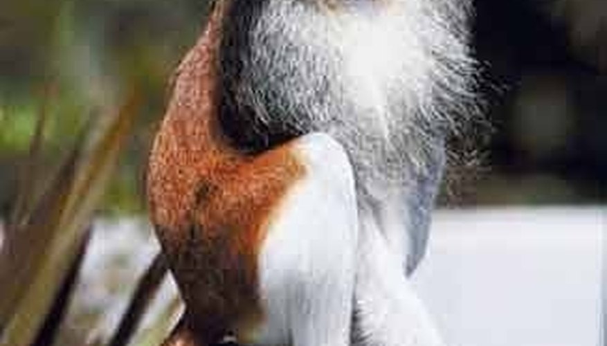 Patas Monkey