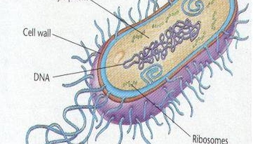 Photo Credit: www.norcalblogs.com What Is the Life Span of Bacteria?