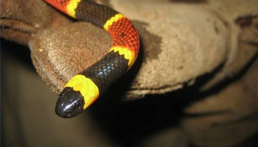 Photo Credit: http://www.wildlife.pro/snake/images/venomous_snake.jpg Identifying a Venomous Snake