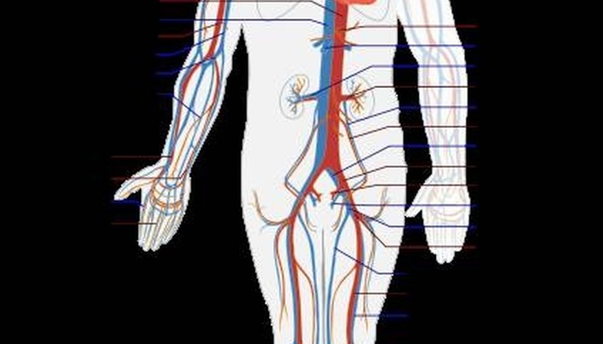 Photo Credit: http://en.wikipedia.org/wiki/File:Circulatory_System_en.svg How Does the Blood Circulate?