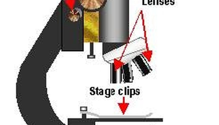 Photo Credit: Image courtesy of Theresa Knott; Wikimedia Commons Use A Scientific Microscope
