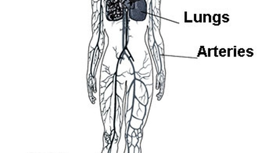 Circulatory System