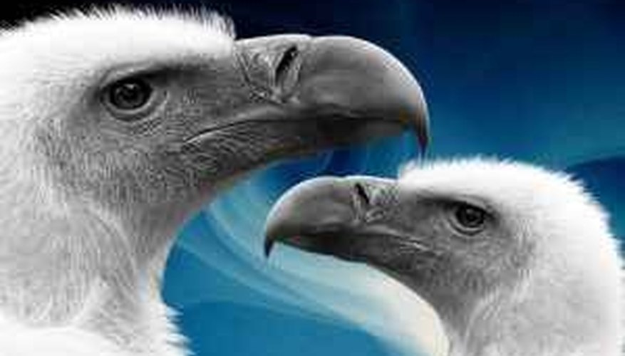 Photo Credit: Vassiliki Koutsothanasi - http://www.sxc.hu/photo/963096 What Kind of Food Do Different Birds Eat?