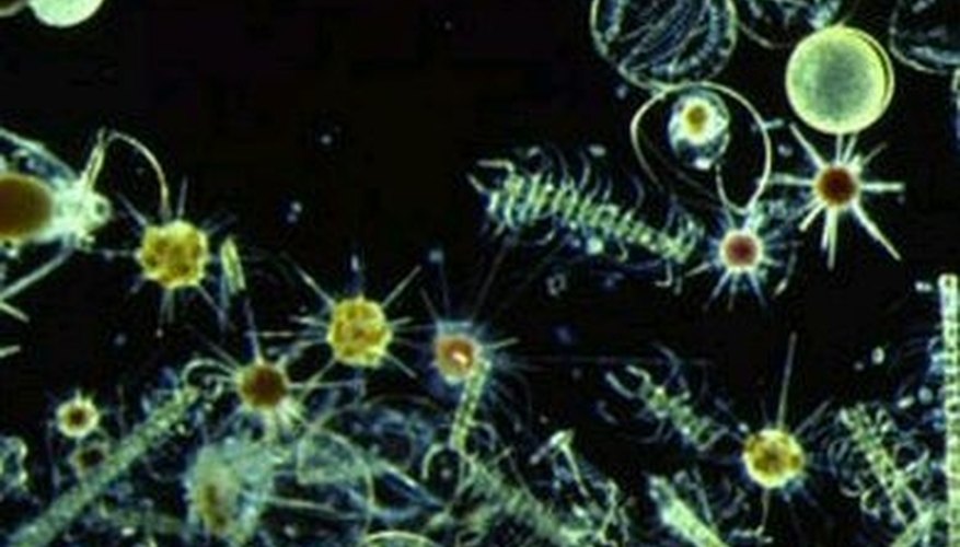 Why Is Phytoplankton Important?