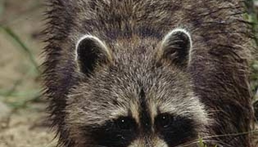 Photo Credit: Raccoon image courtesy of www.nationalgeographic.com Raccoon Roundworm in Humans