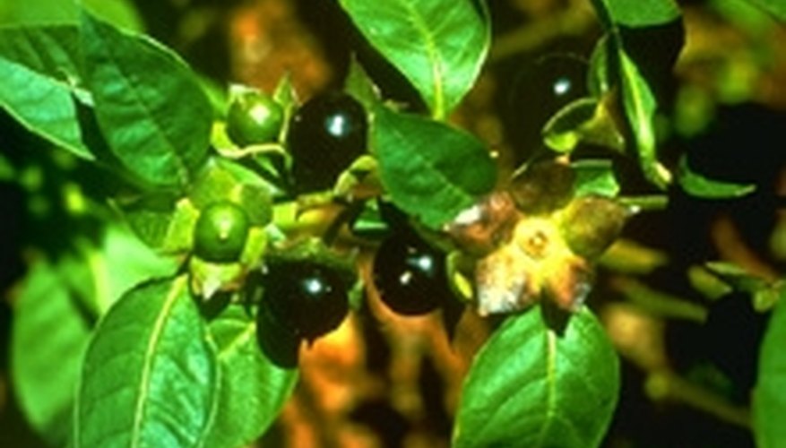 Photo Credit: University of Texas Seed Bearing Plant
