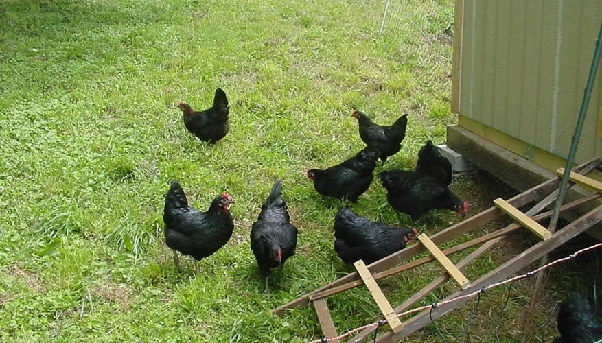 Photo Credit: Mary Stine/greyhorsegifts.com Black Star Chicken Information