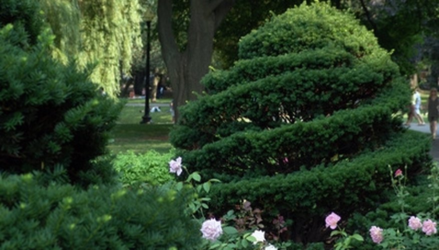 A rose garden has the aroma and look of romance. A rose garden has the aroma and look of romance.