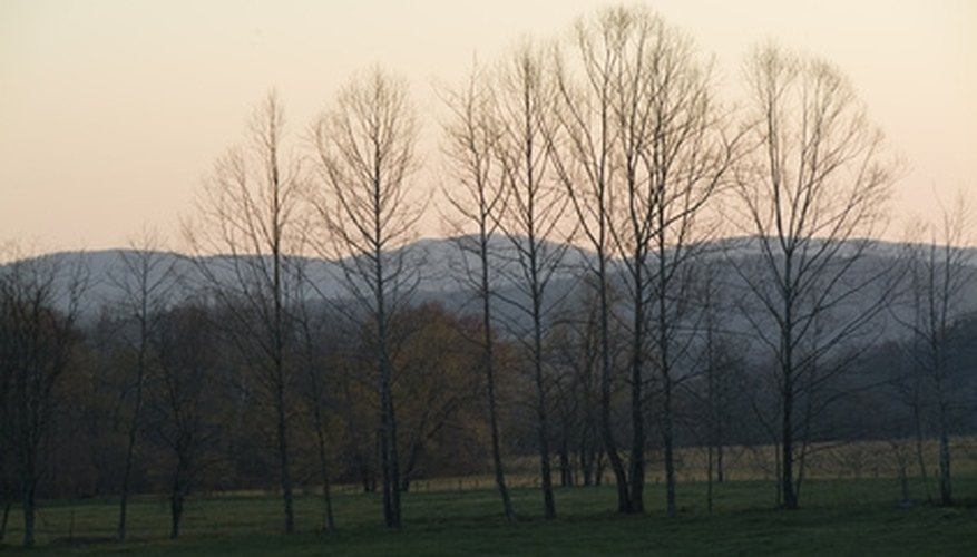 The Great Smoky Mountains are a romantic backdrop to Gatlinburg's many attractions. The Great Smoky Mountains are a romantic backdrop to Gatlinburg's many attractions.