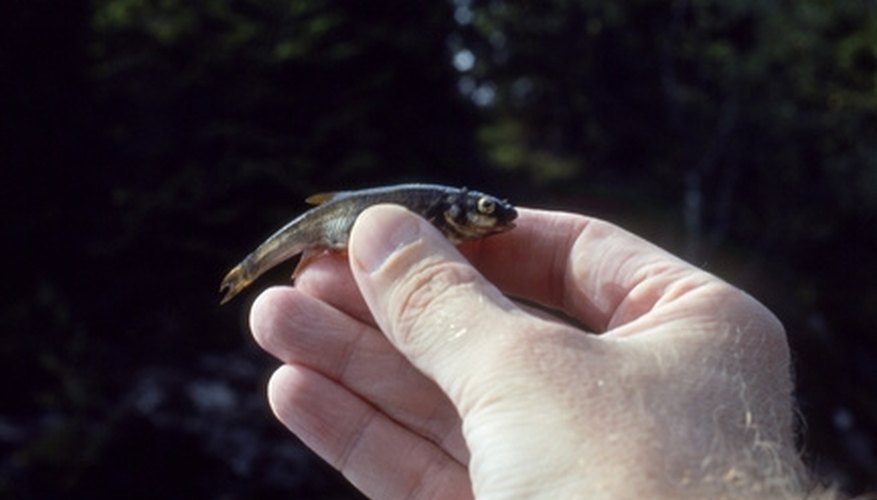 Photo Credit: fish image by Einar Bog from <a href= Make sure your minnows stay lively.