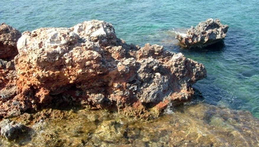 Photo Credit: stony shore image by Fyle from <a href= Coral reefs contain many types of algae, most of which are beneficial.