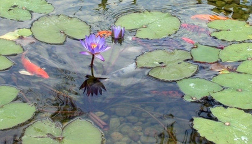 Photo Credit: koi pond image by MPH from <a href= Koi ponds are effective habitats for mosquito fish.