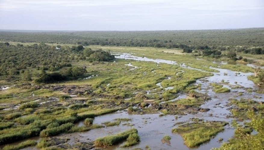 Photo Credit: Olifants river wetland in savannah, Kruger National Park image by Lars Lachmann from <a href= Plants and animals have adapted to life in the wetland.