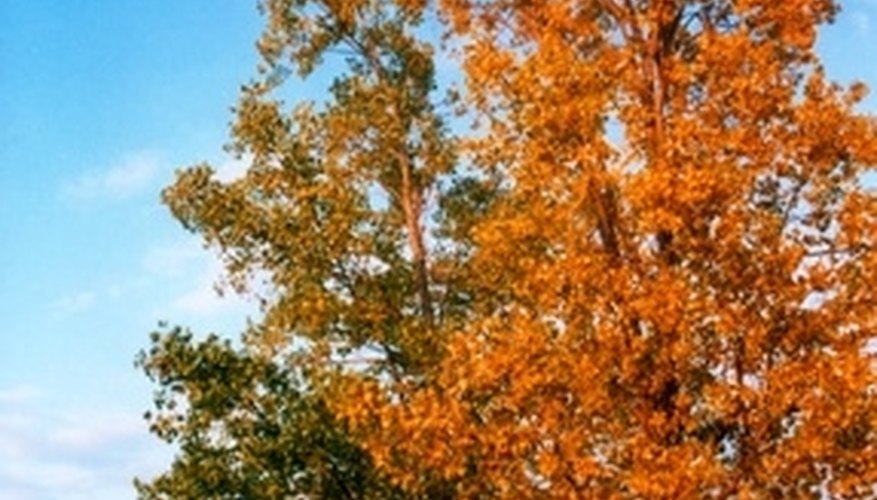 Renting a cottage on Lake Erie is just one romantic vacation option in Ohio. Renting a cottage on Lake Erie is just one romantic vacation option in Ohio.