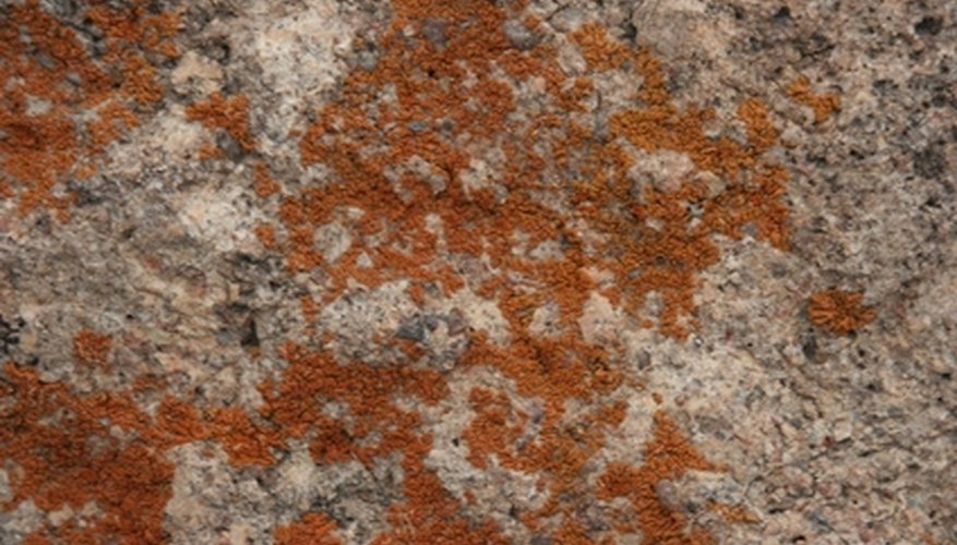 Photo Credit: mold on petrified wood image by MAXFX from <a href= Try one of these science project ideas and learn how mold grows.