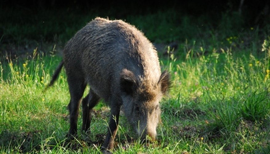 Illinois Boar Hunting