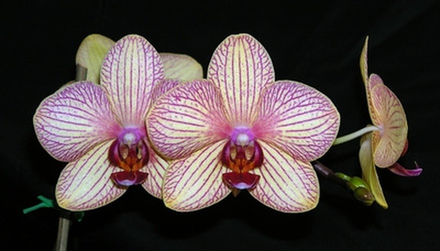 Exotic orchids symbolize femininity. Exotic orchids symbolize femininity.