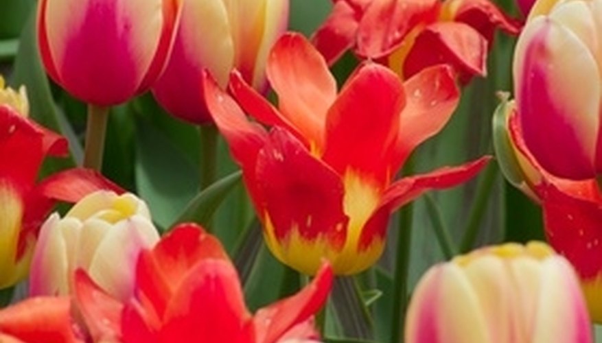Tulips symbolize a declaration of love. Tulips symbolize a declaration of love.