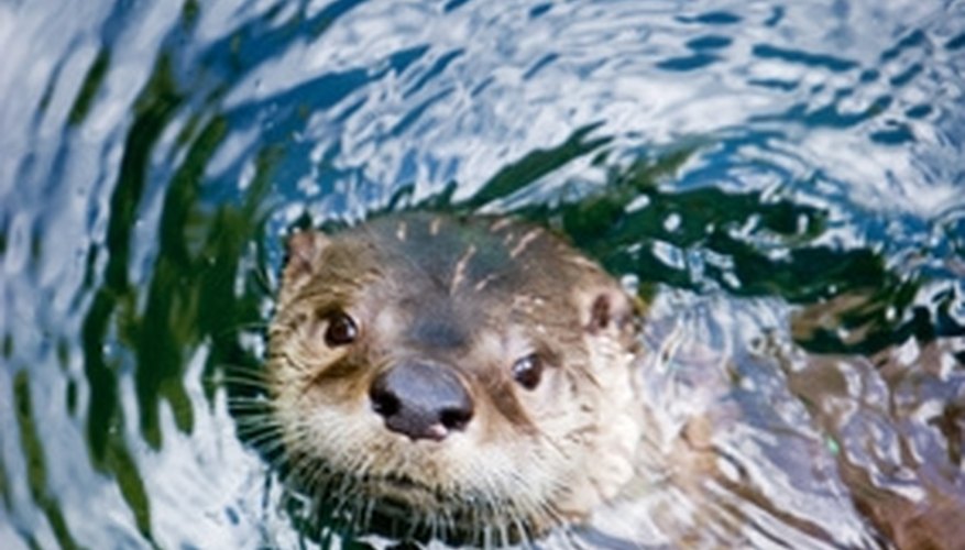 Photo Credit: Otter image by Mat Hayward from <a href='http://www.fotolia.com'>Fotolia.com</a> Sea otters use rocks as tools to break open mollusks.