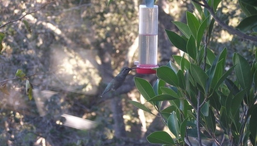 Photo Credit: hummingbird caught at the feeder image by David Grebow from <a href='http://www.fotolia.com'>Fotolia.com</a> Place your feeder out in the open to encourage hummingbird visitors.