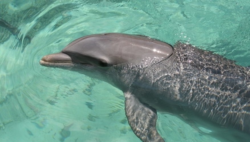 Swimming with dolphins is one of the many activities for couples to enjoy at this resort. Swimming with dolphins is one of the many activities for couples to enjoy at this resort.