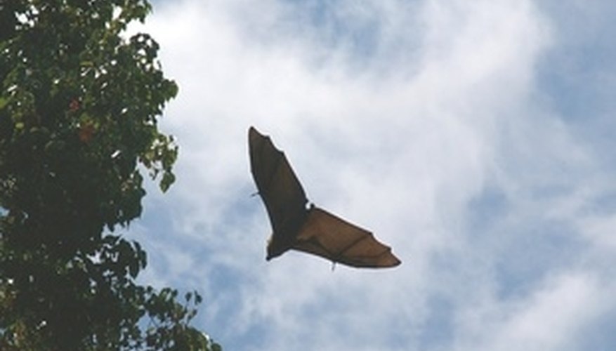 Photo Credit: fruit bats 6. image by mdb from <a href='http://www.fotolia.com'>Fotolia.com</a> The only way to get rid of bats is to exclude them from the home.