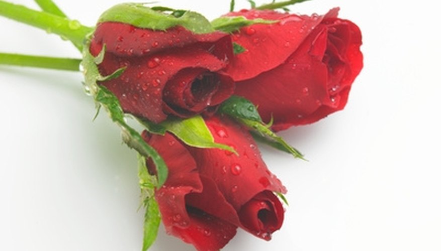 Red roses are traditionally a romantic gift. Red roses are traditionally a romantic gift.