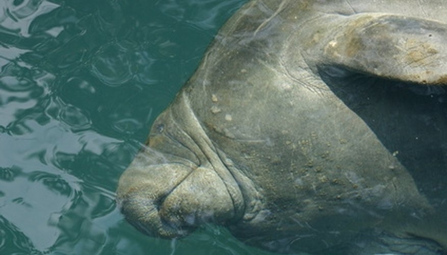 Photo Credit: manatee image by Earl Robbins from <a href= Manatee surfacing