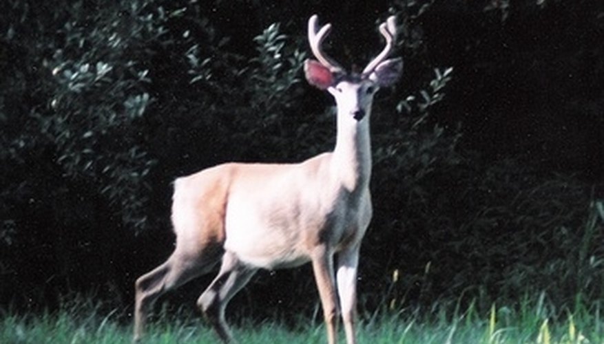 Different Styles of Deer Head Mounts